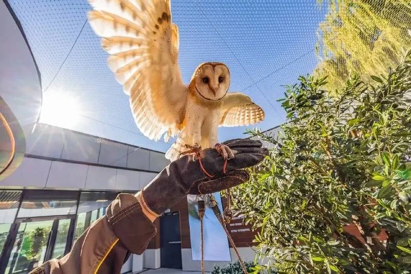 🦉 Одна из сов Соколиного двора попала в объектив