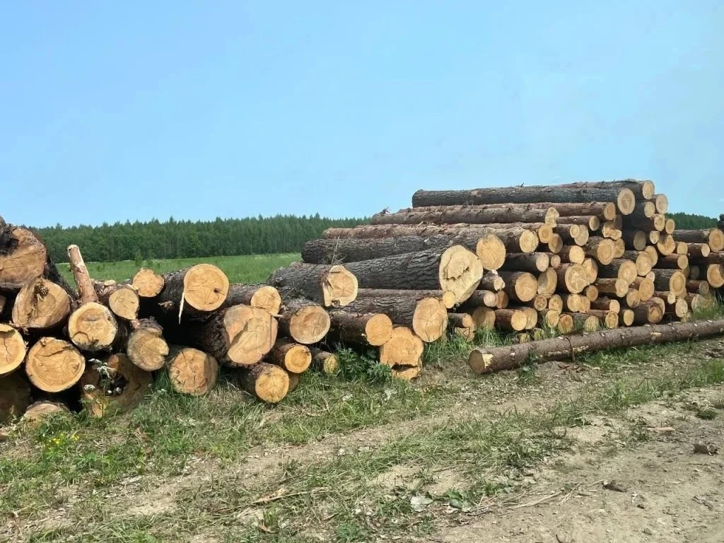 🌲 В Юхновском округе поймали мужчину, который незаконно рубил лес