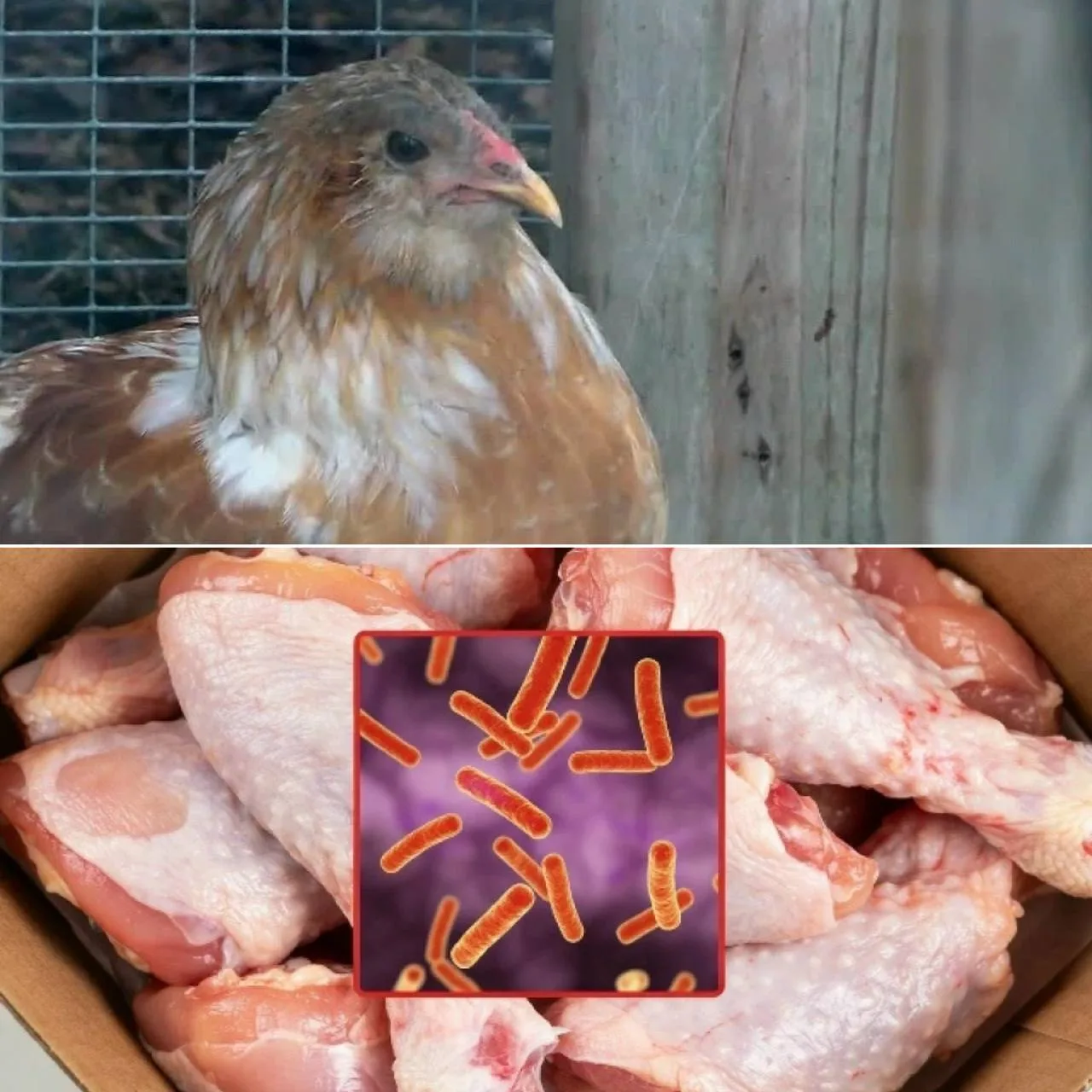 🐔В курятине ставропольского птицекомбината обнаружили сальмонеллу.