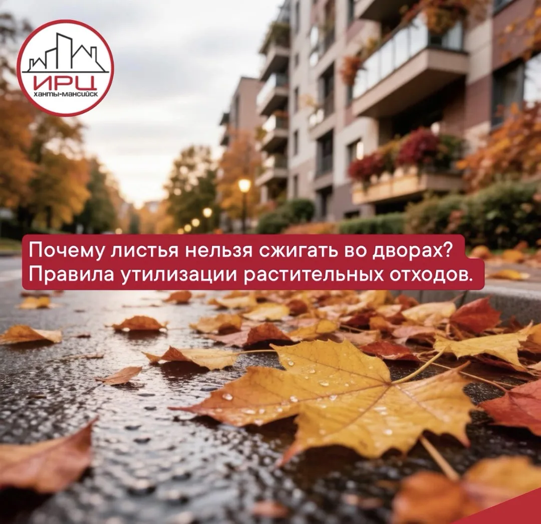 Золото под ногами: почему сжигание листьев во дворе — плохая идея (и как сделать правил...
