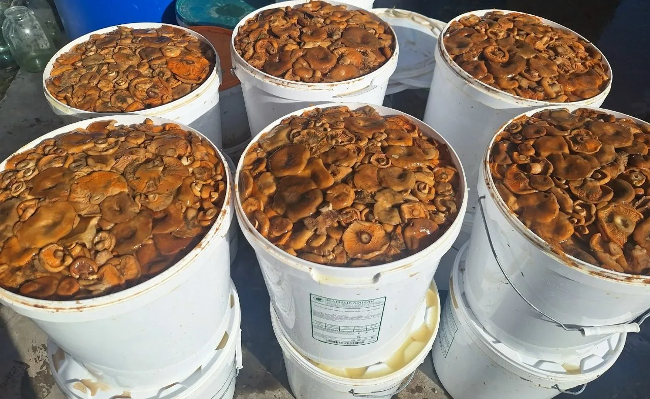 Продам рыжики и грузди т 89278011906