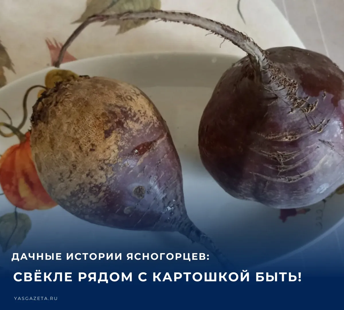 📌 О том, что свёклу не рекомендуется сажать рядом с картофелем, мы с мужем знали давно...