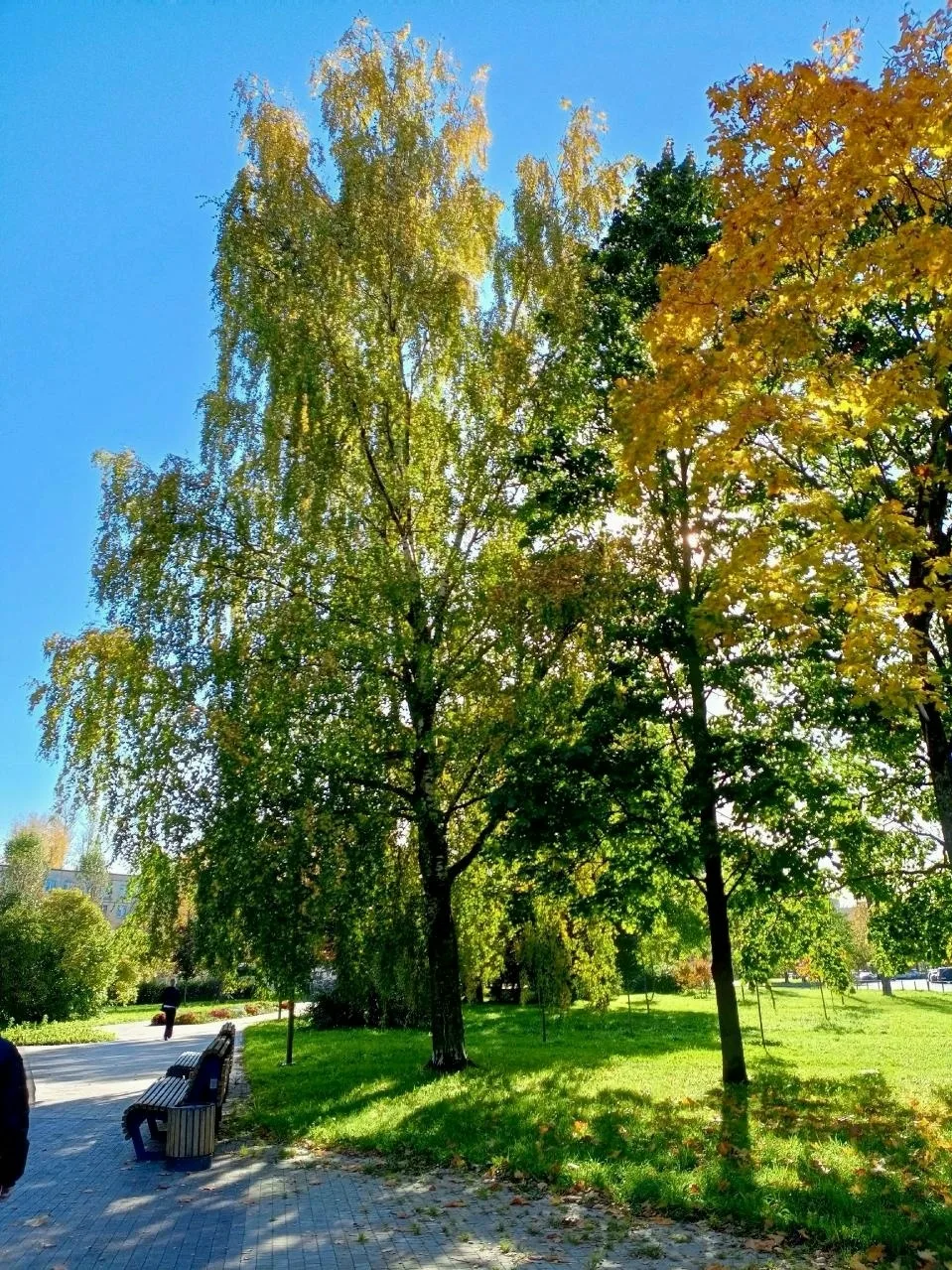 🍂 Бульвар Новаторов окрасился в золото
