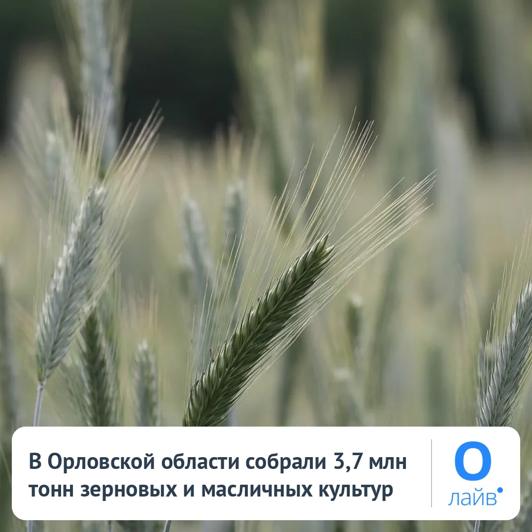 🌾 В Орловской области собрали 3,7 млн тонн зерновых и масличных культур