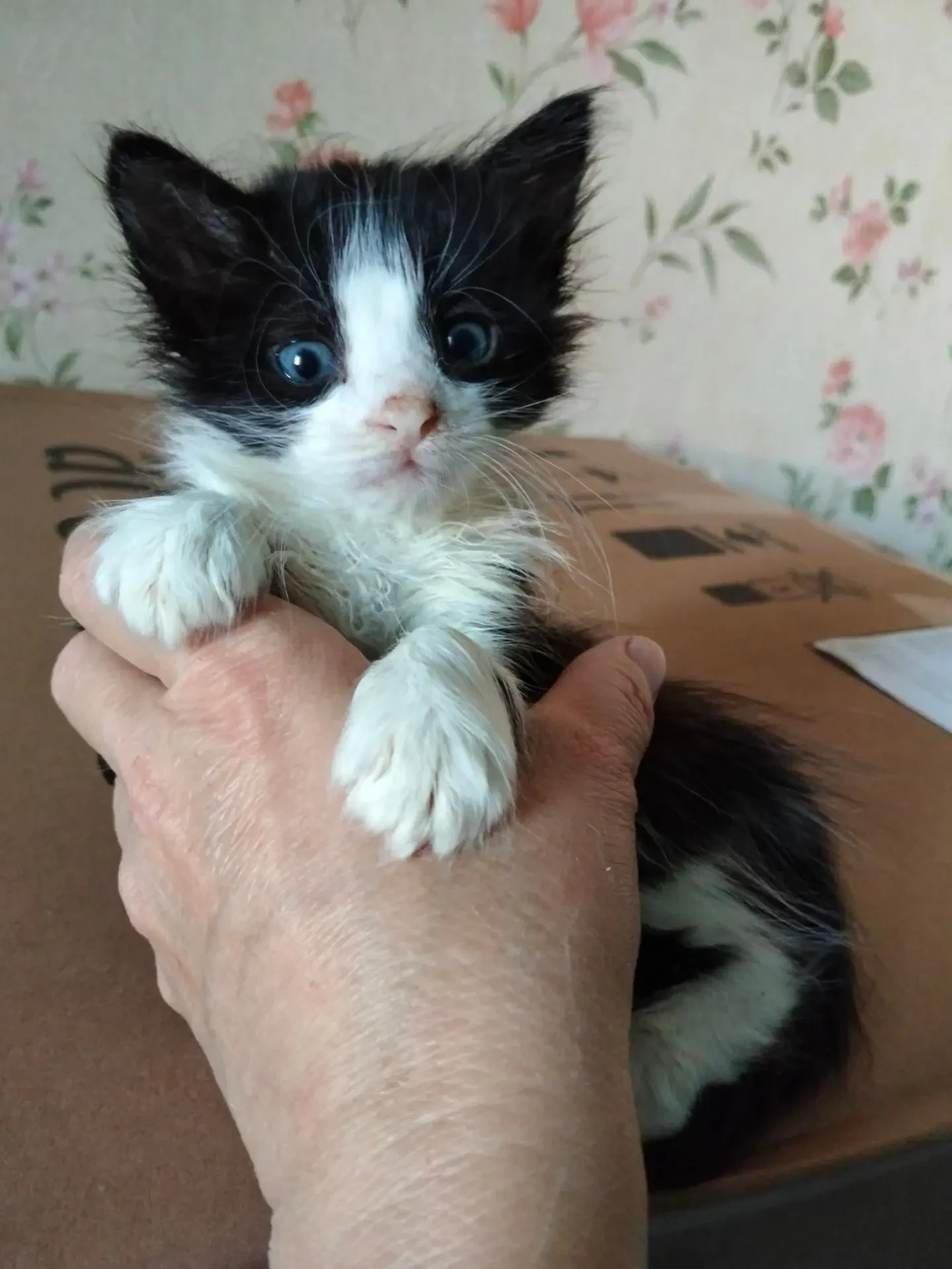 Отдам котенка(мальчик) в добрые руки. К лотку приучен! Спокойный, ласковый, сам кушает!...