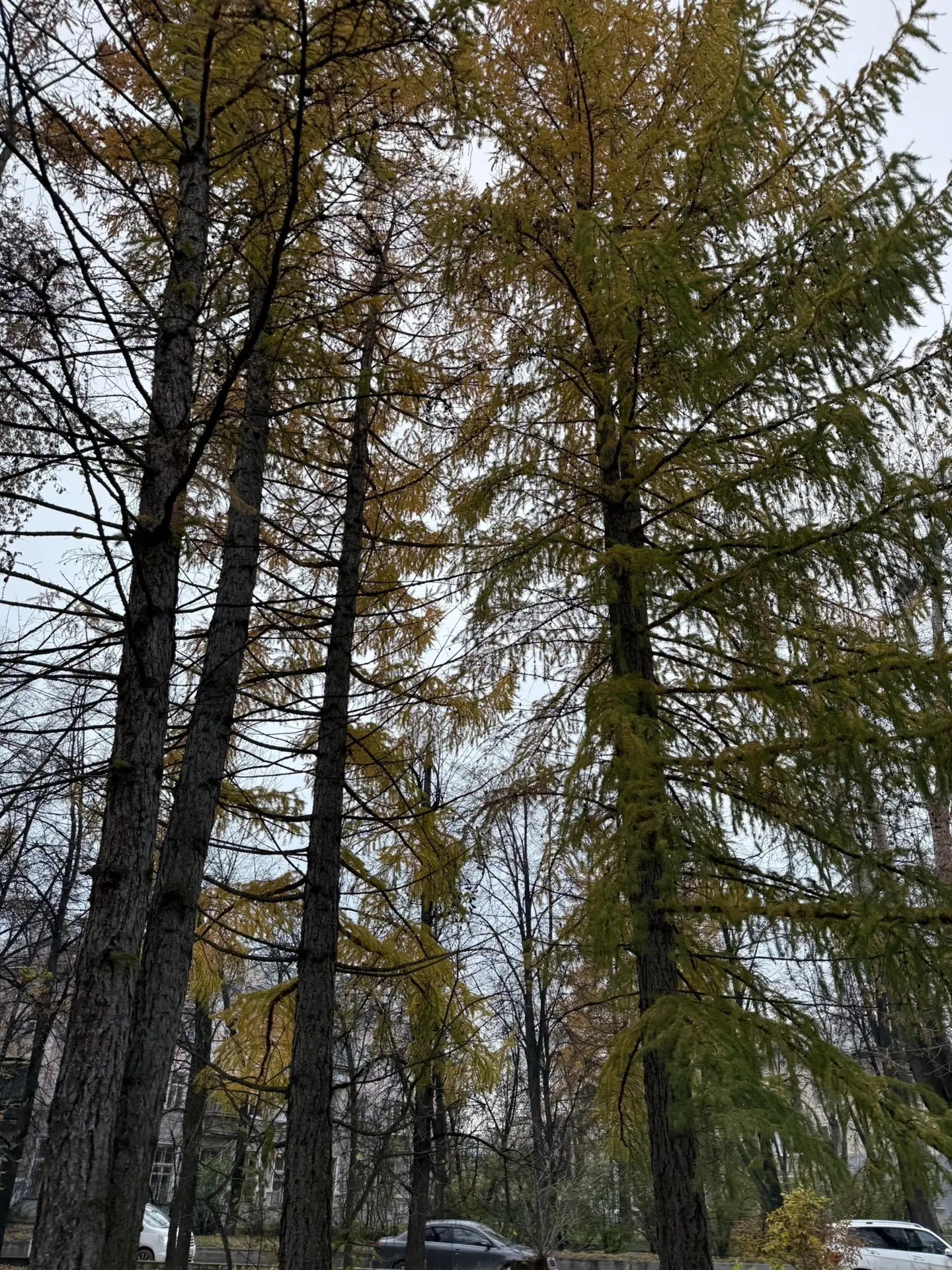 Из списка дел на сегодня помыла только полы