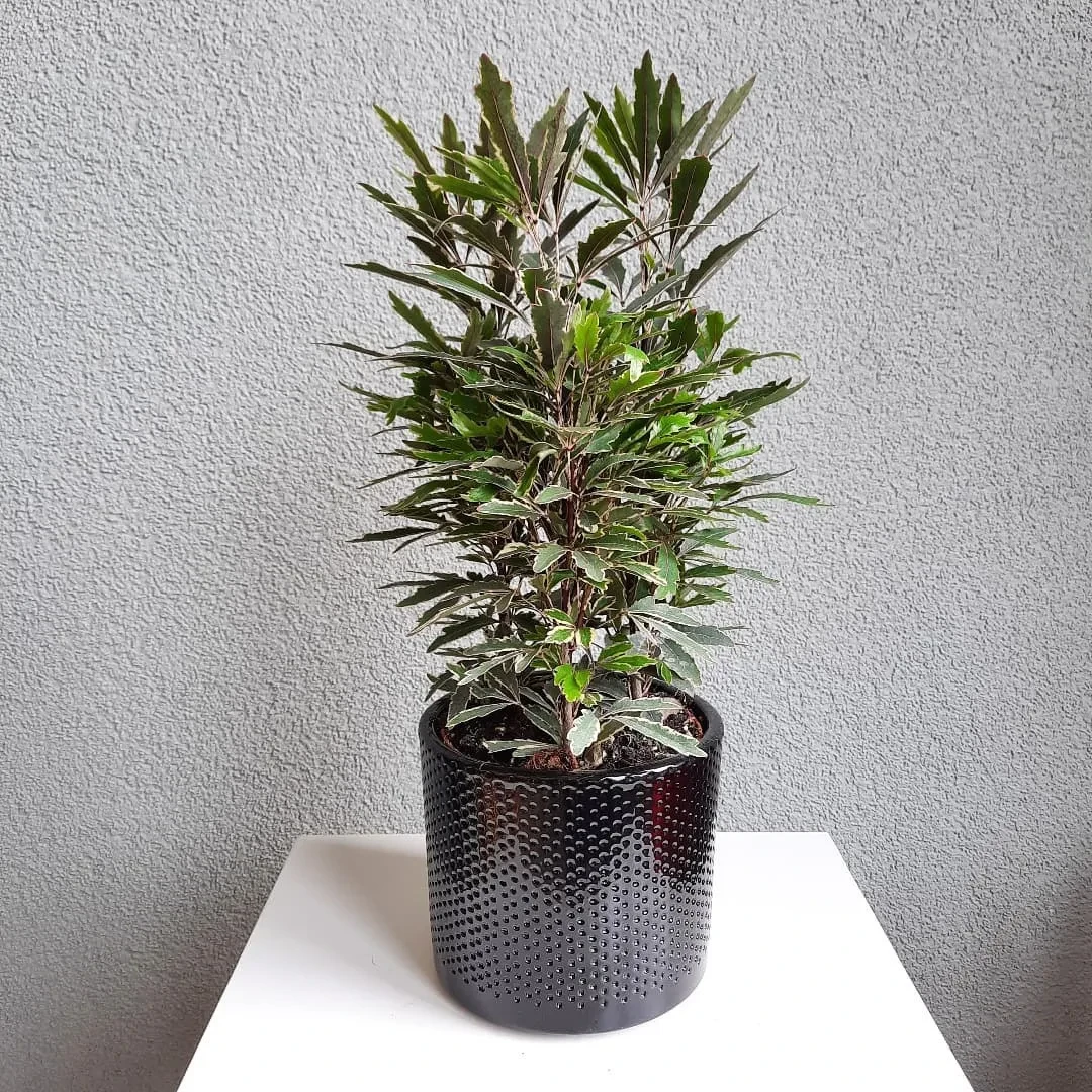 Дизиготека изящнейшая: основные правила ухода 🌿