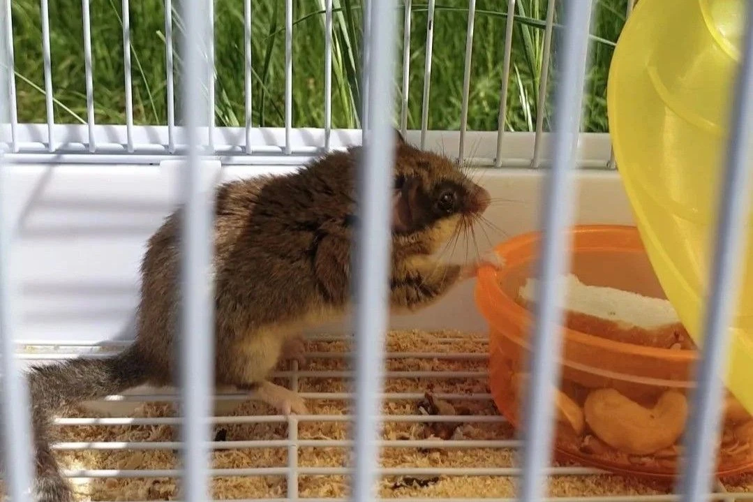 🐿 Спасение лискинского «Зорро»: как воспитательница детсада выходила лесного супергероя