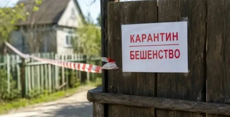 📰 В шести районах Татарстана готовятся ввести карантин из-за бешенства