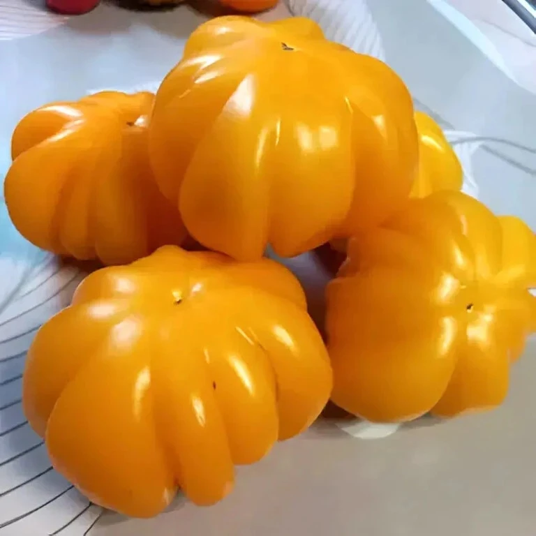 Какой же это замечательный сорт!
