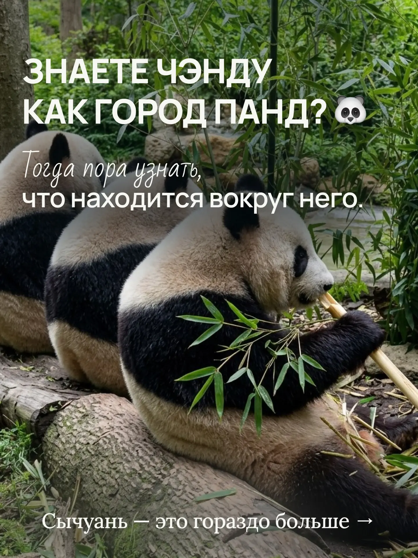 Слышали про Чэнду? 🤔