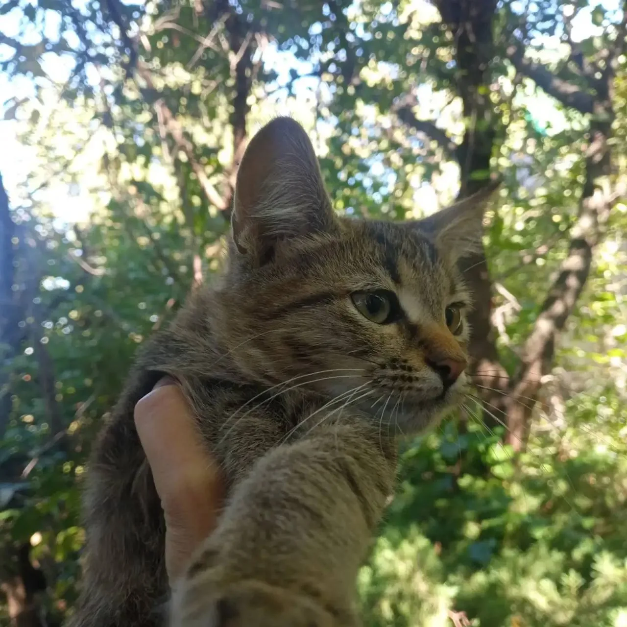 Отдам котят камышового окраса от кошки-крысоловки в добрые руки.