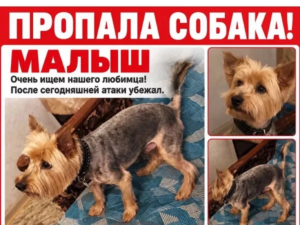 В Батайске продолжаются поиски сбежавших домашних питомцев после атаки БПЛА