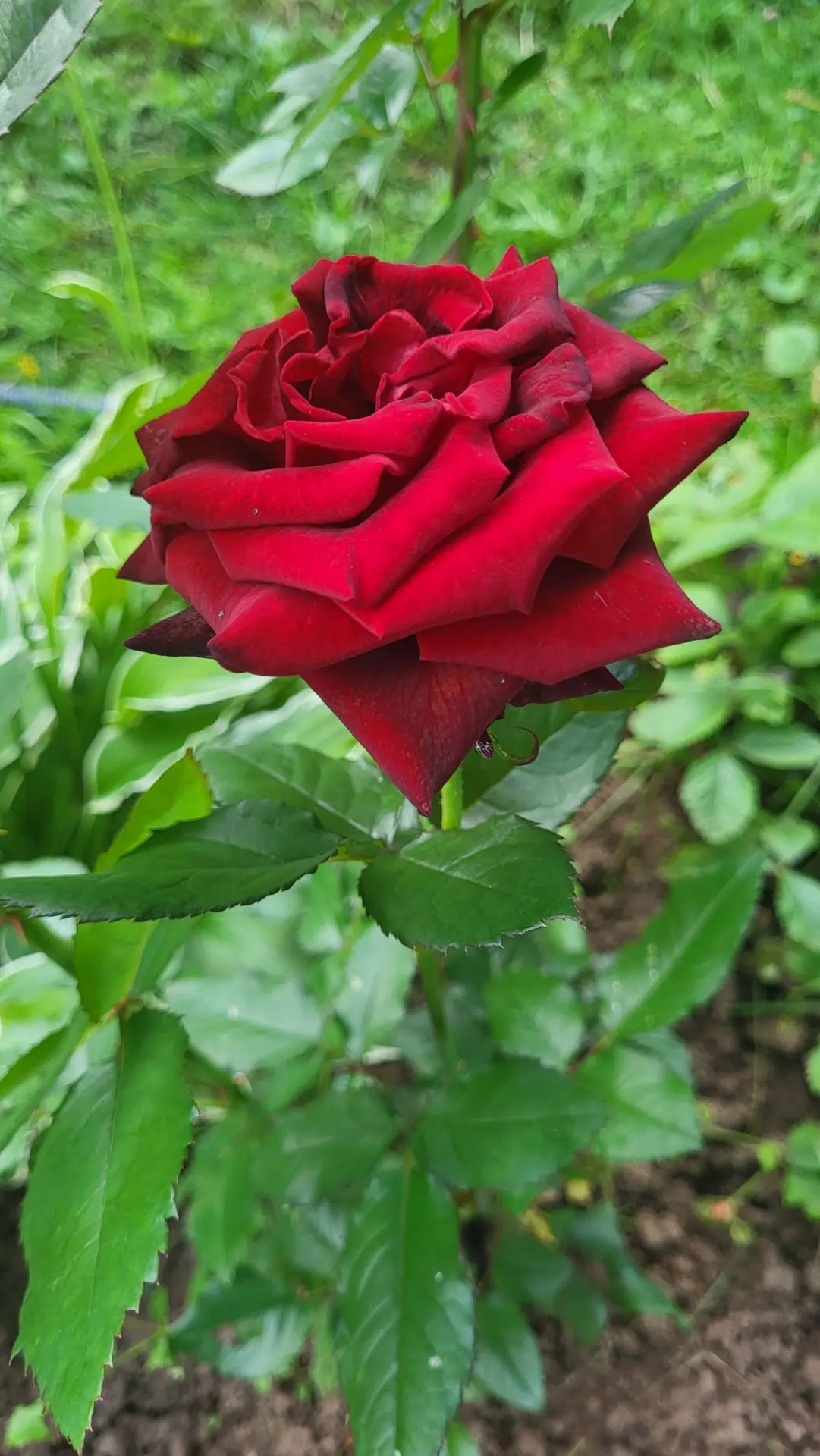 Доброго утра четверга, друзья❤️