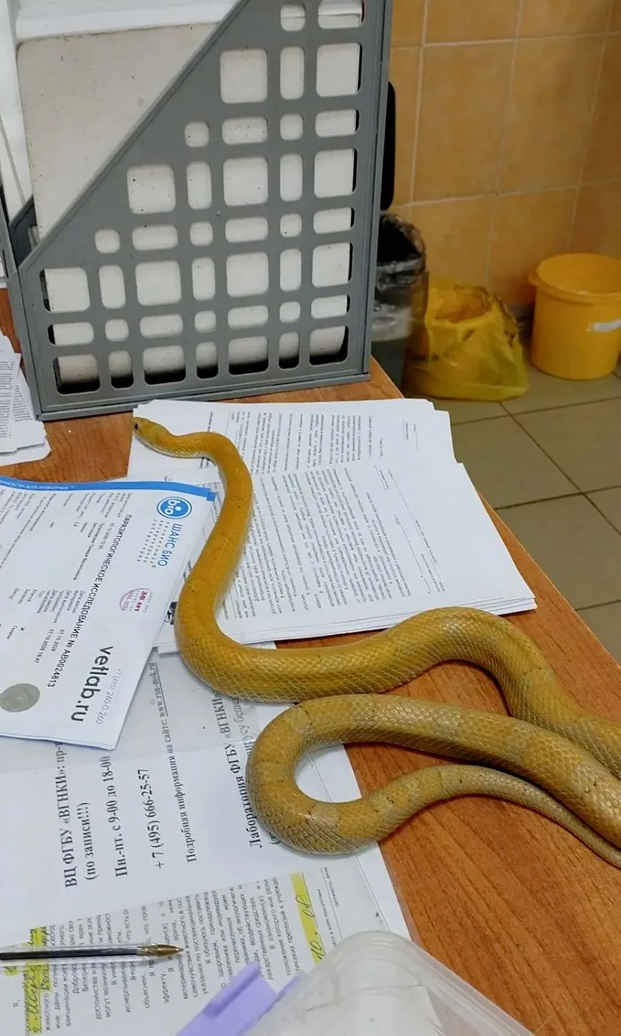🐍 Утро, когда на рабочем столе кишат змеи и ящерицы