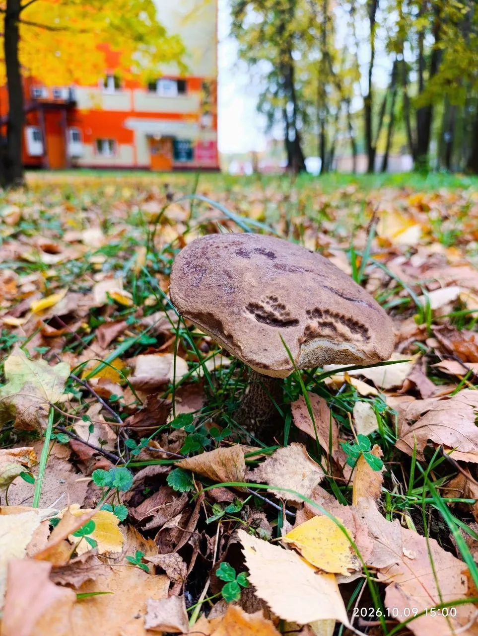 В Центральном парке Победы 🍄‍🟫