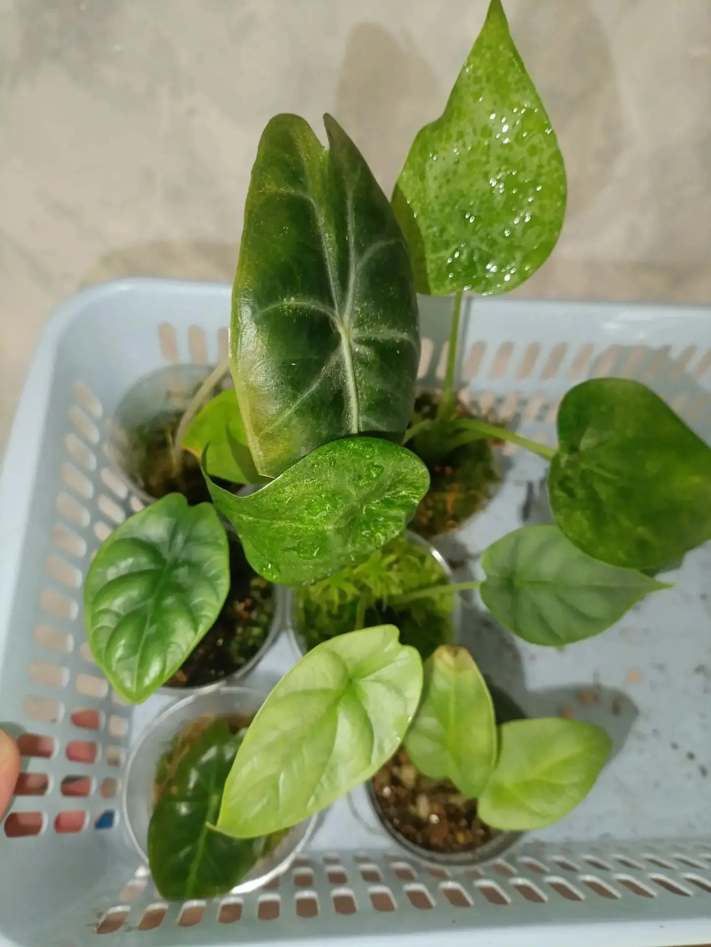 Юлия Зелёная Миля (Авито) 😉 приготовила растения на Своп 🌱
