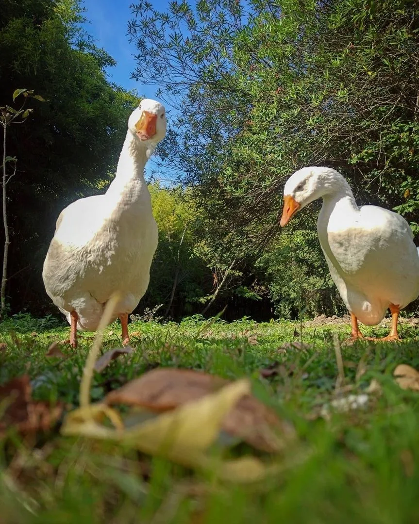 Орнитологический парк в Имеретинской низменности 🦆