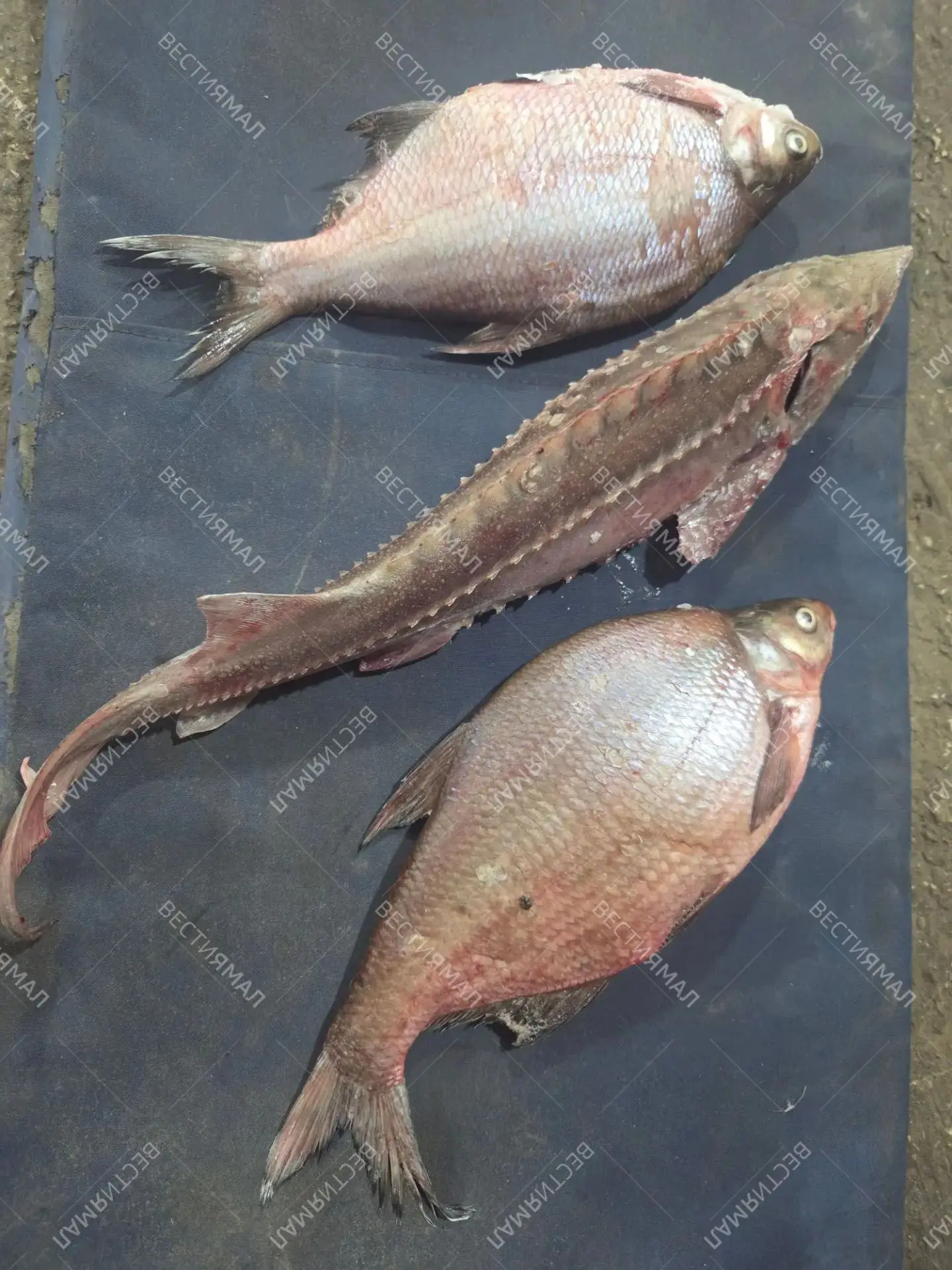 🐟 Три браконьерские истории вскрылись на Ямале в конце нереста