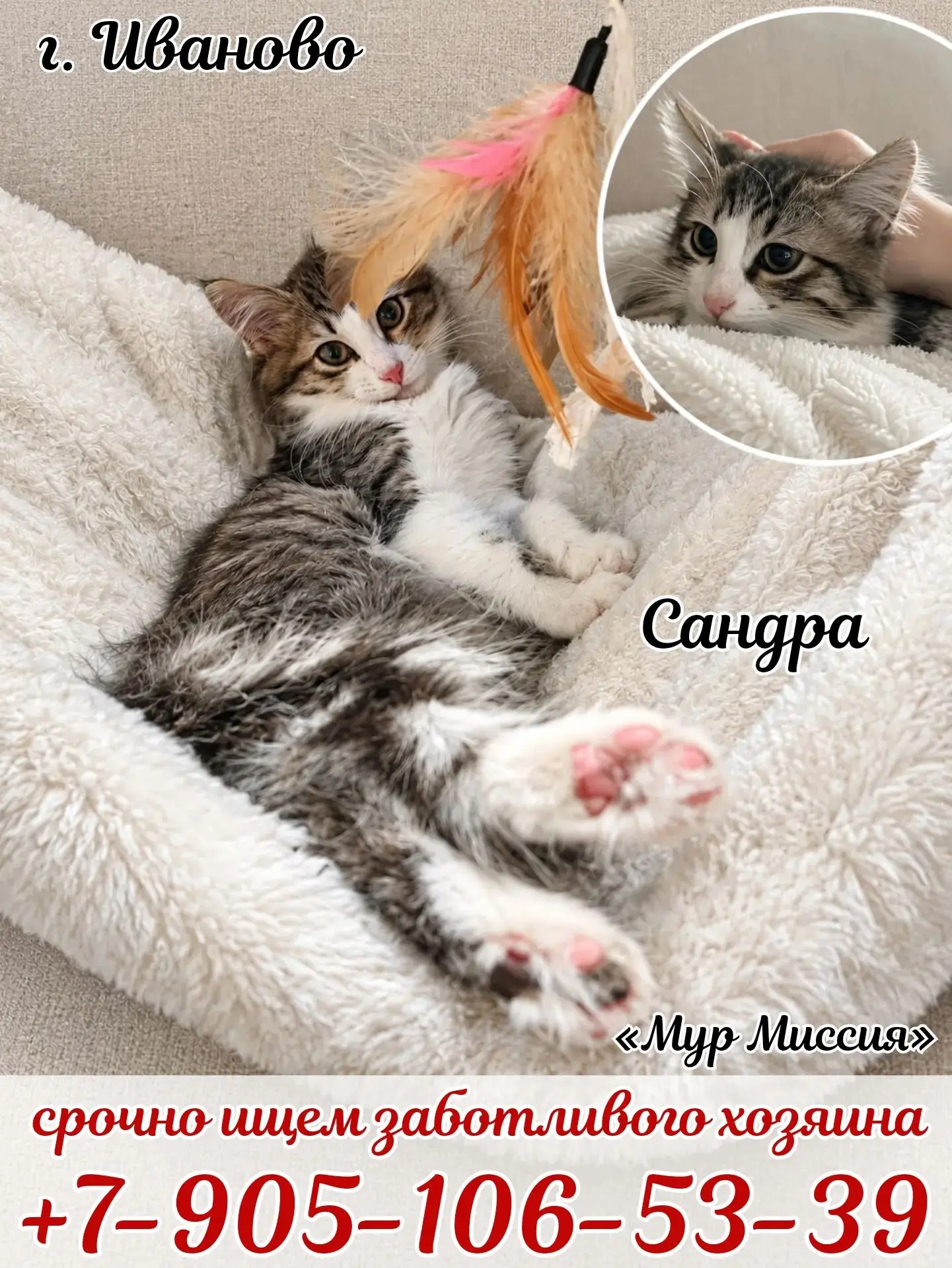 🐱 Ищу родителей‑укротителей! 😄