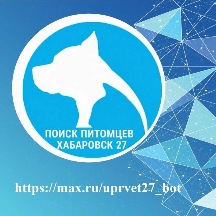 Чат-бот "Поиск питомцев. Хабаровск 27"