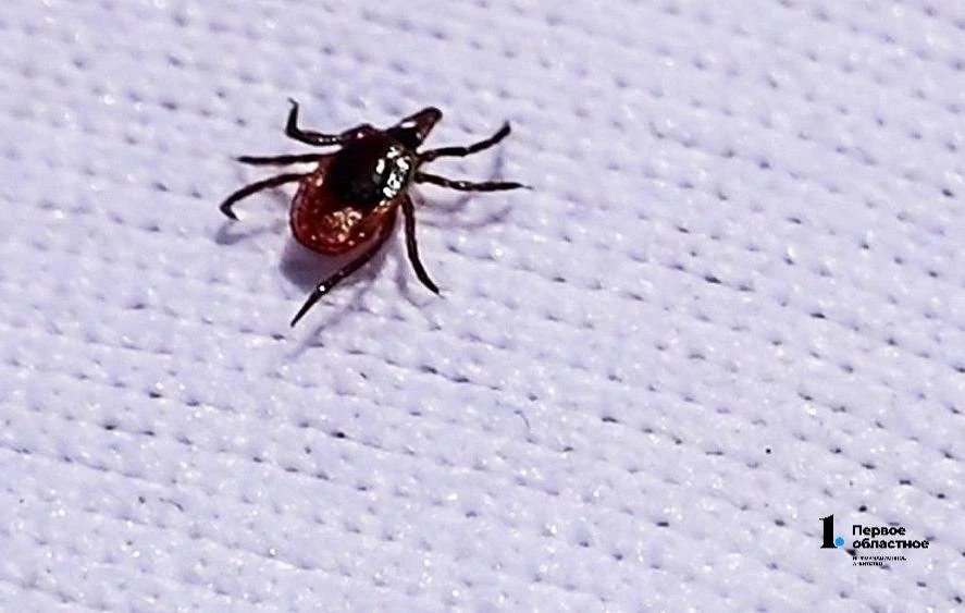 🕷️ Жители Челябинской области стали реже страдать от укусов клещей