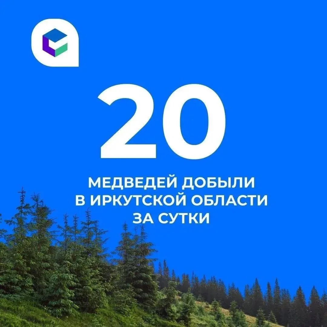 20 медведей добыли за сутки в Иркутской области