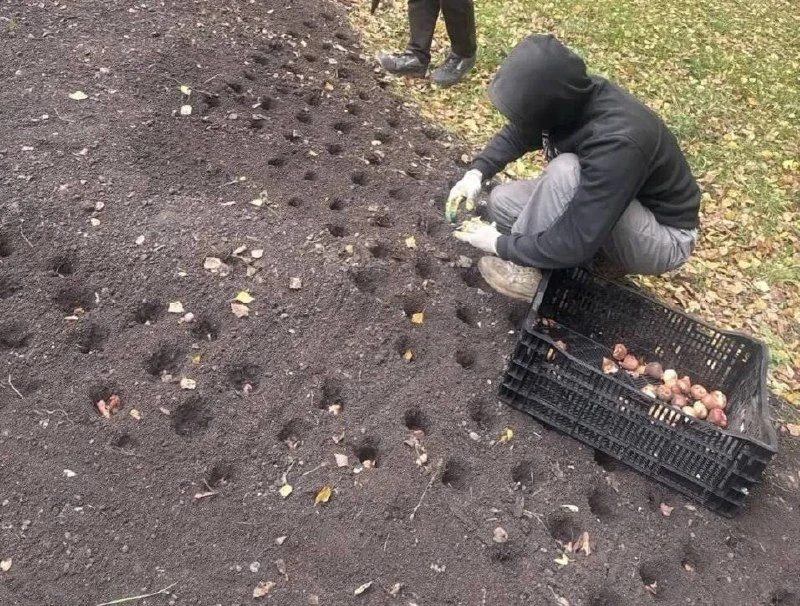 🌷 В парке «Яуза» готовят цветочный сюрприз к весне