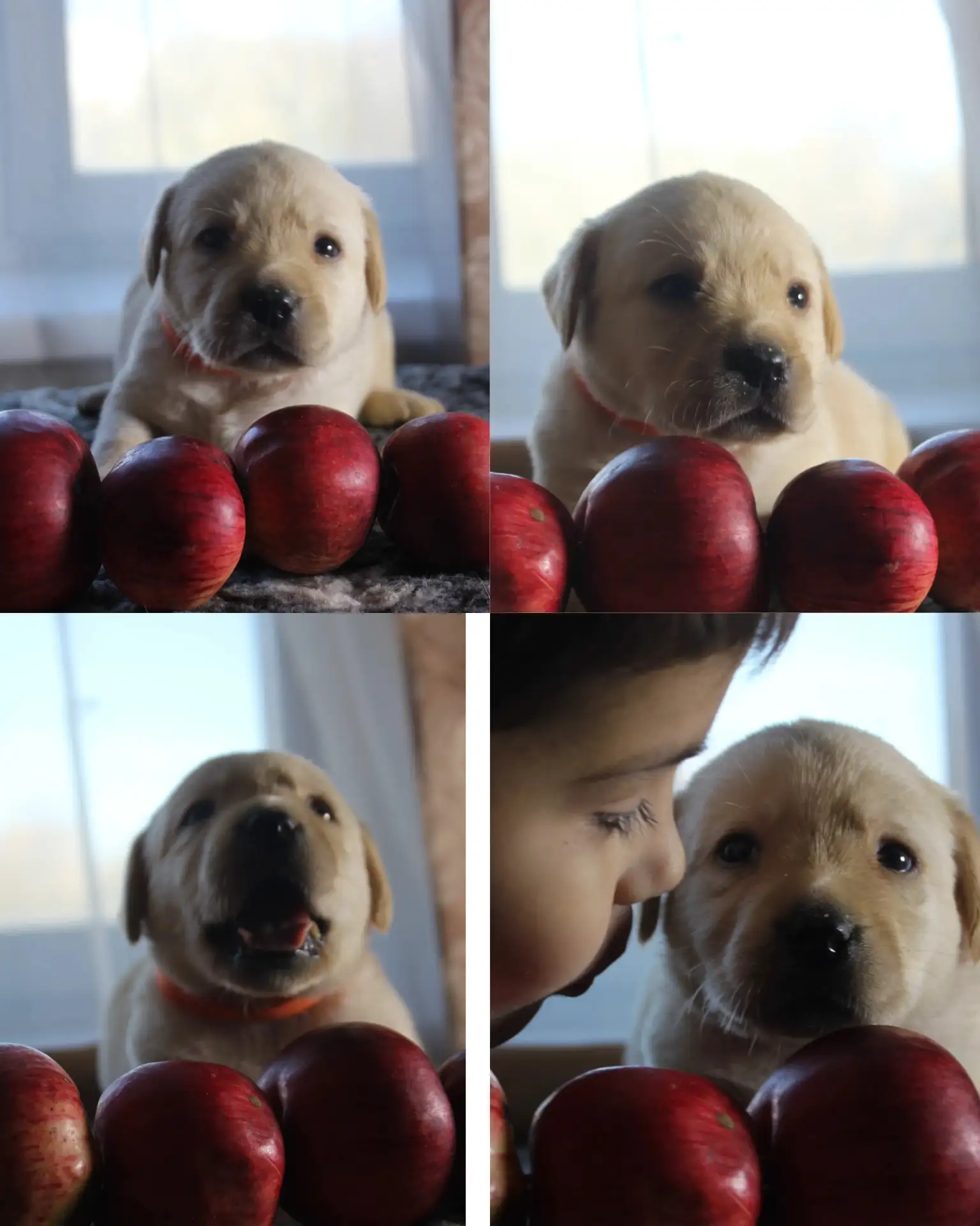🐕 Щенок-мальчик, 1 месяц