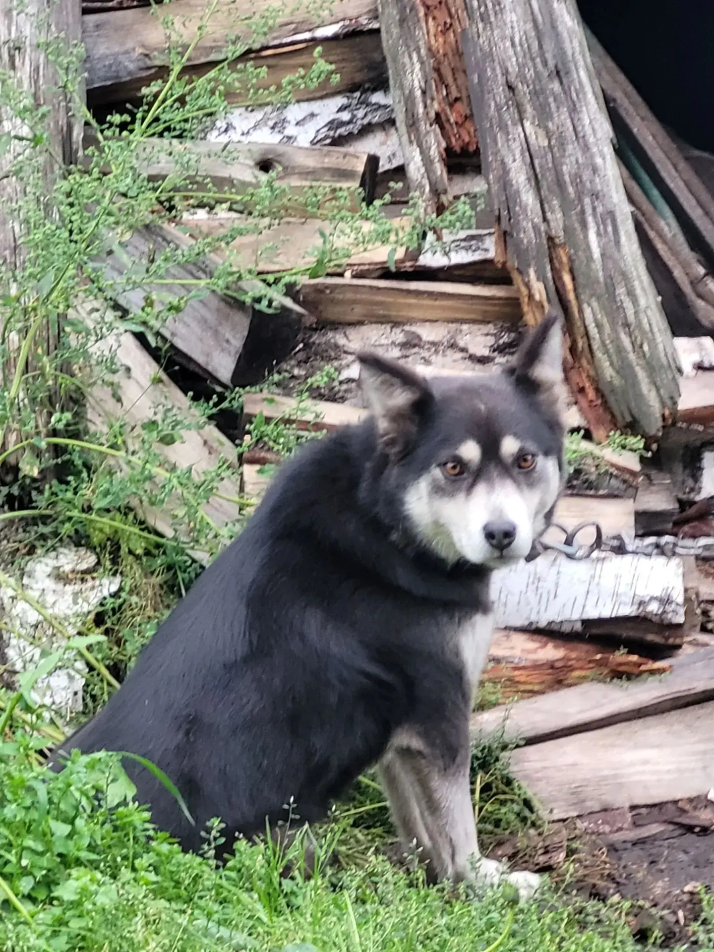 🆘🆘🆘 Помогите найти собаку🙏и распространить по Алапаевским группам 🙏🙏Пожалуйста ре...