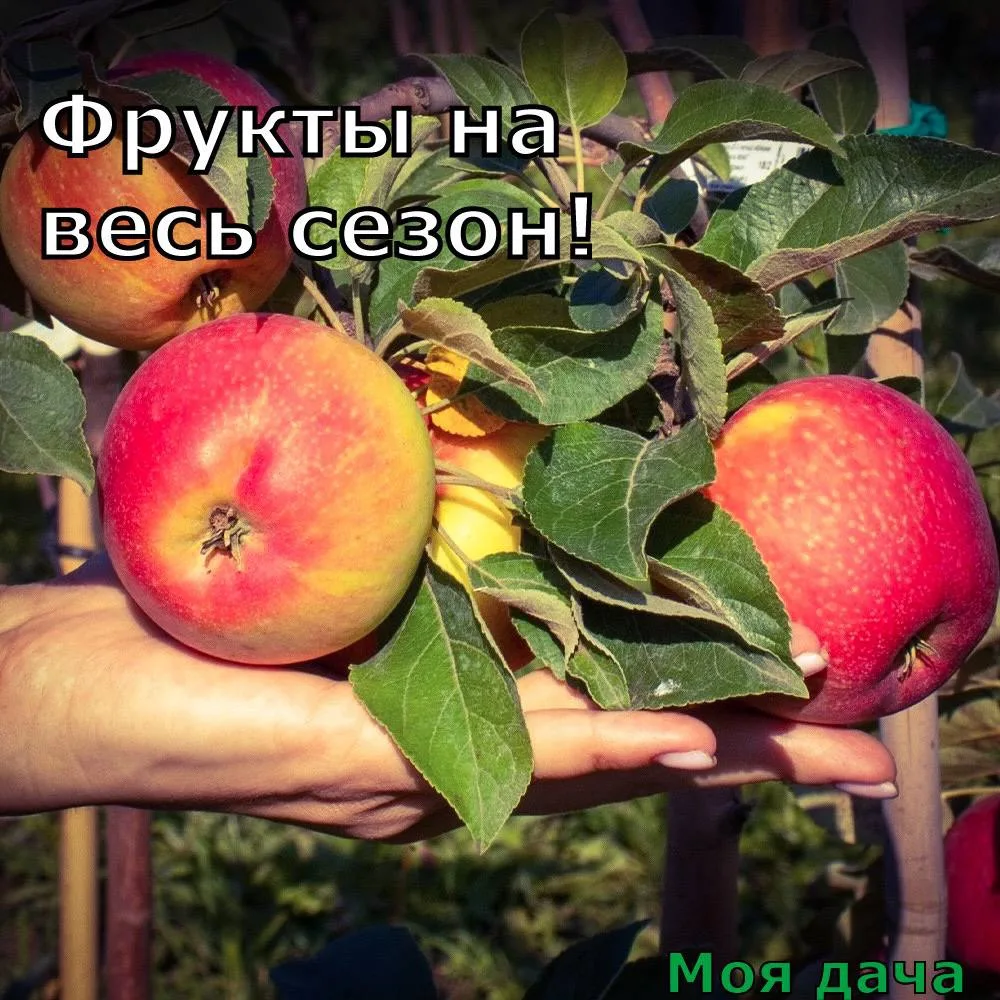 Фрукты на весь сезон 🍎