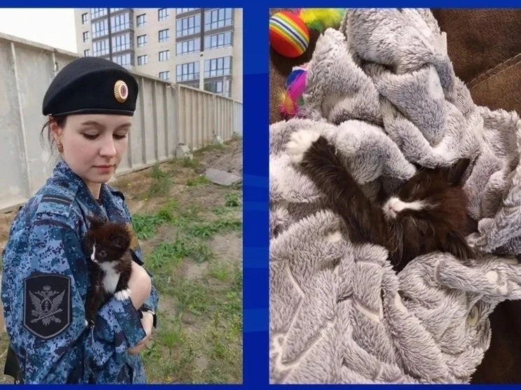 Пристав спас бездомного котенка в Барнауле.