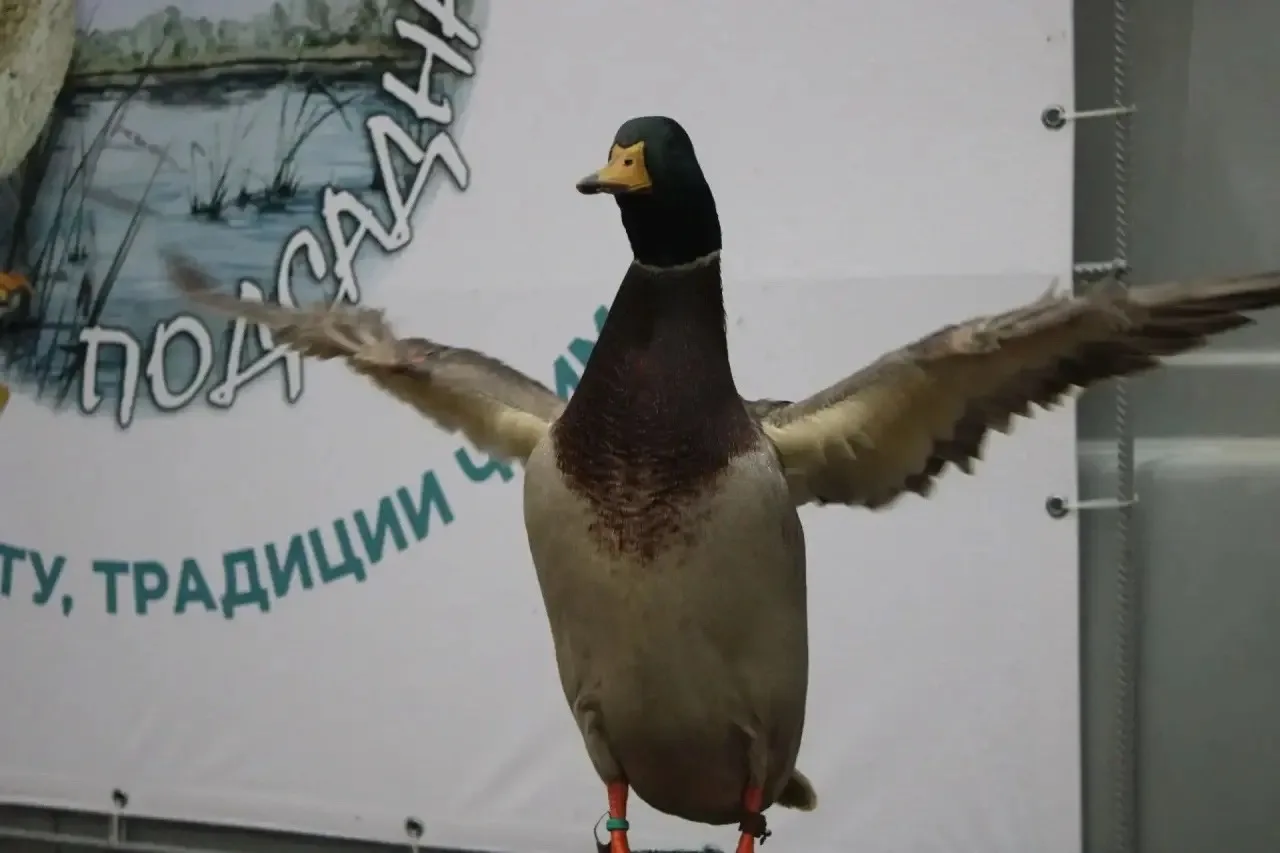 В минувшие выходные на реке Линда было слышно, как над водой крякают утки!