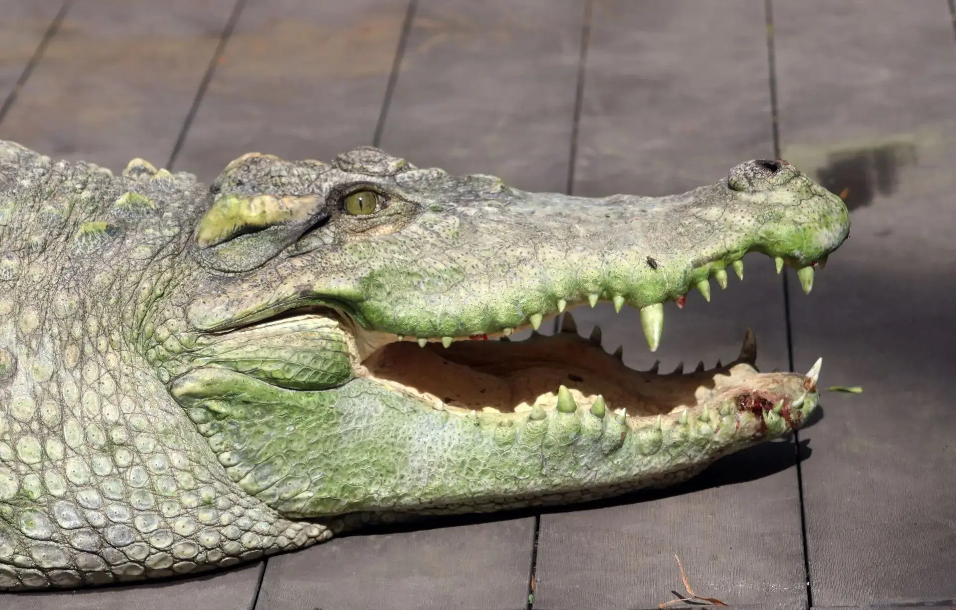 🐊 С похолоданием обитатель пресноводных водоемов стран Юго-Восточной Азии - сиамский к...