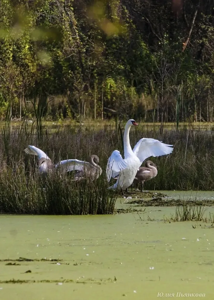 Лебединое семейство на осинском пруду 🦢🤍