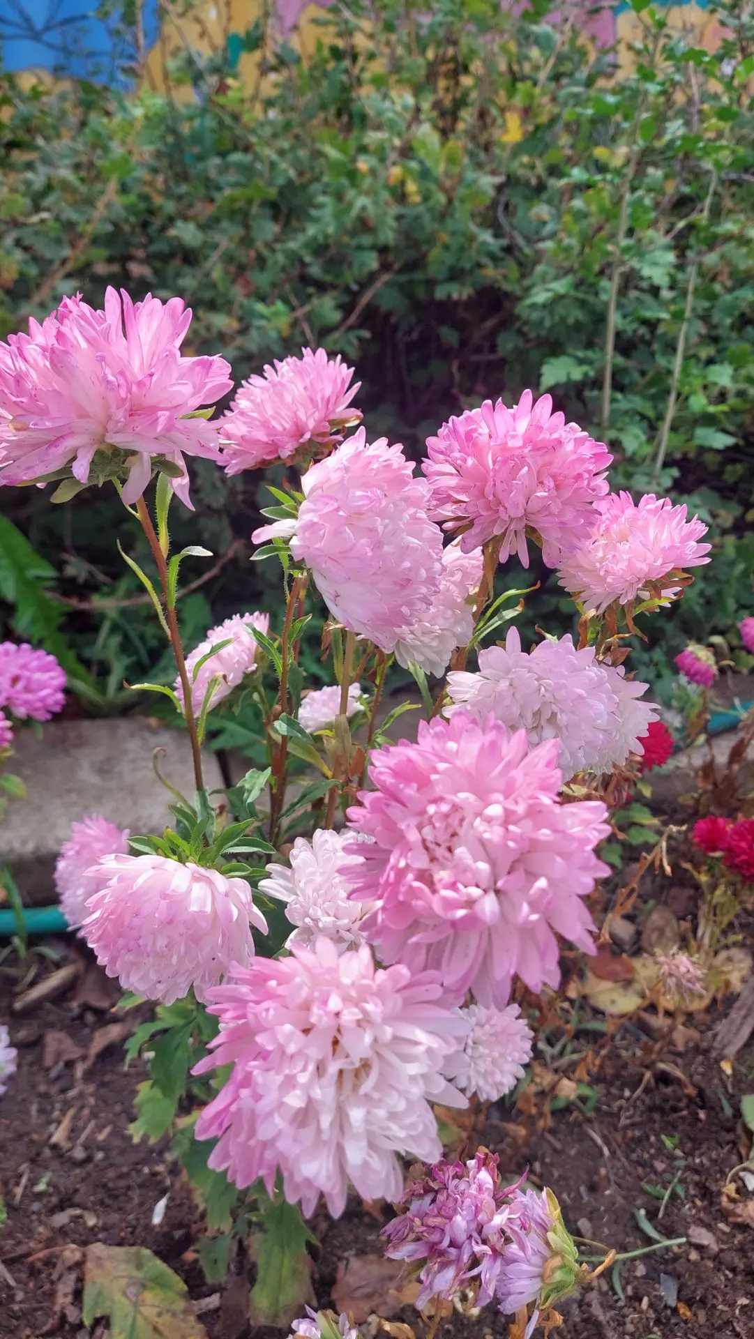 Нежно розовые астры🌸🌸🌸