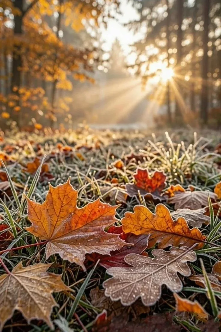 Доброе утро! Ярких красок и впечатлений 🍁🍁🍁