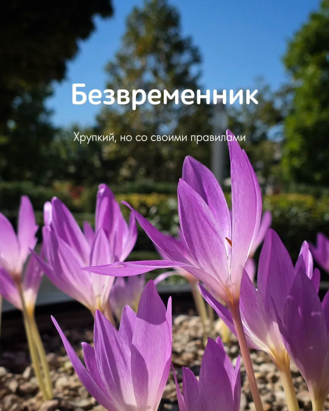😍 Во Французском саду цветут нежные лилово-розовые цветы 💜