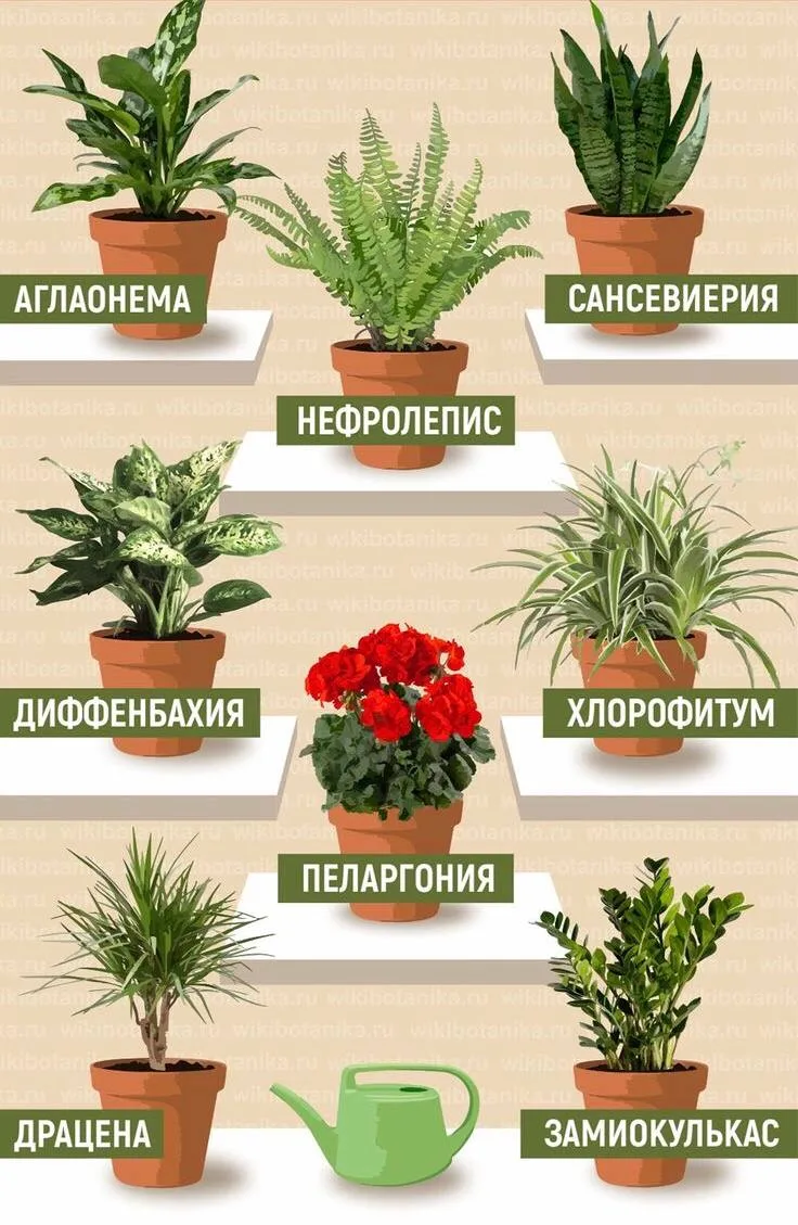 Какие цветы нужны в вашем доме?