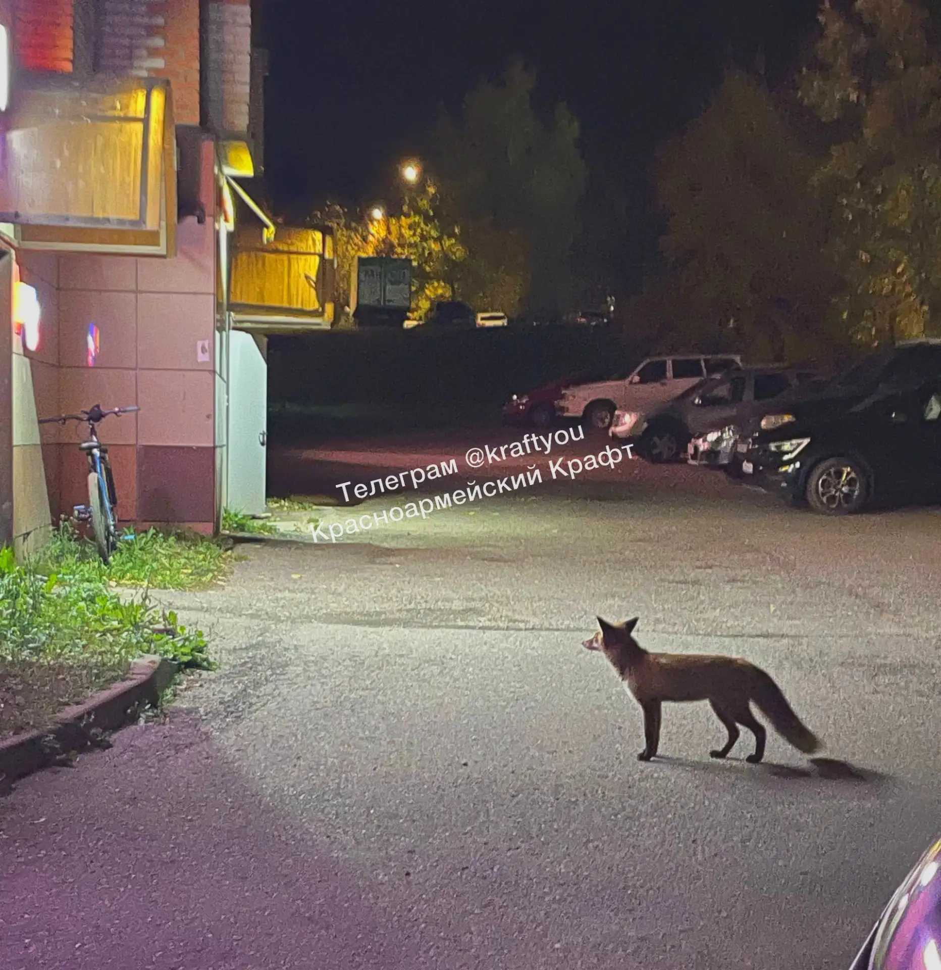 🦊 Лиса снова гуляет по Красноармейску
