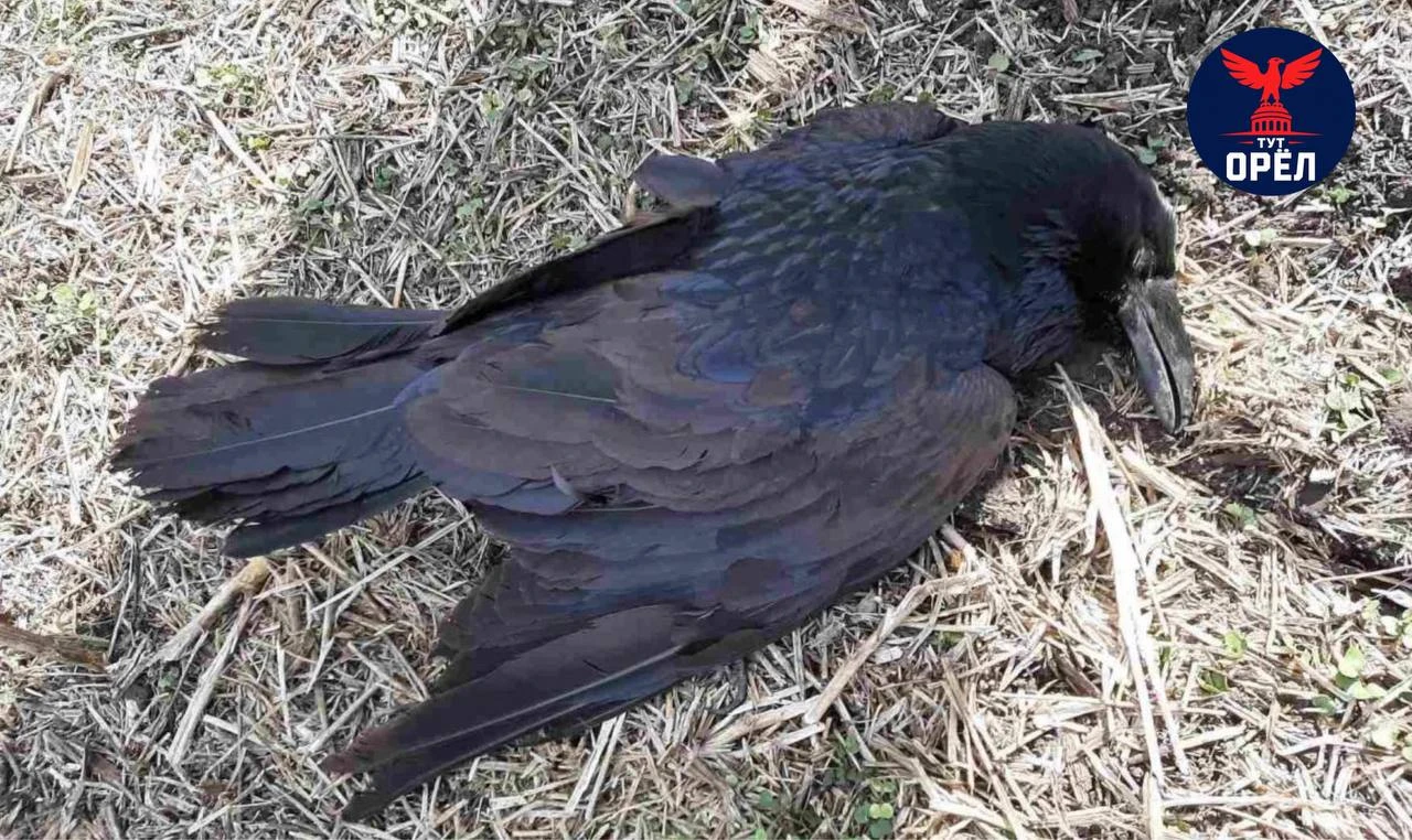 ⚠️Десяток мёртвых воронов нашли в Должанском районе