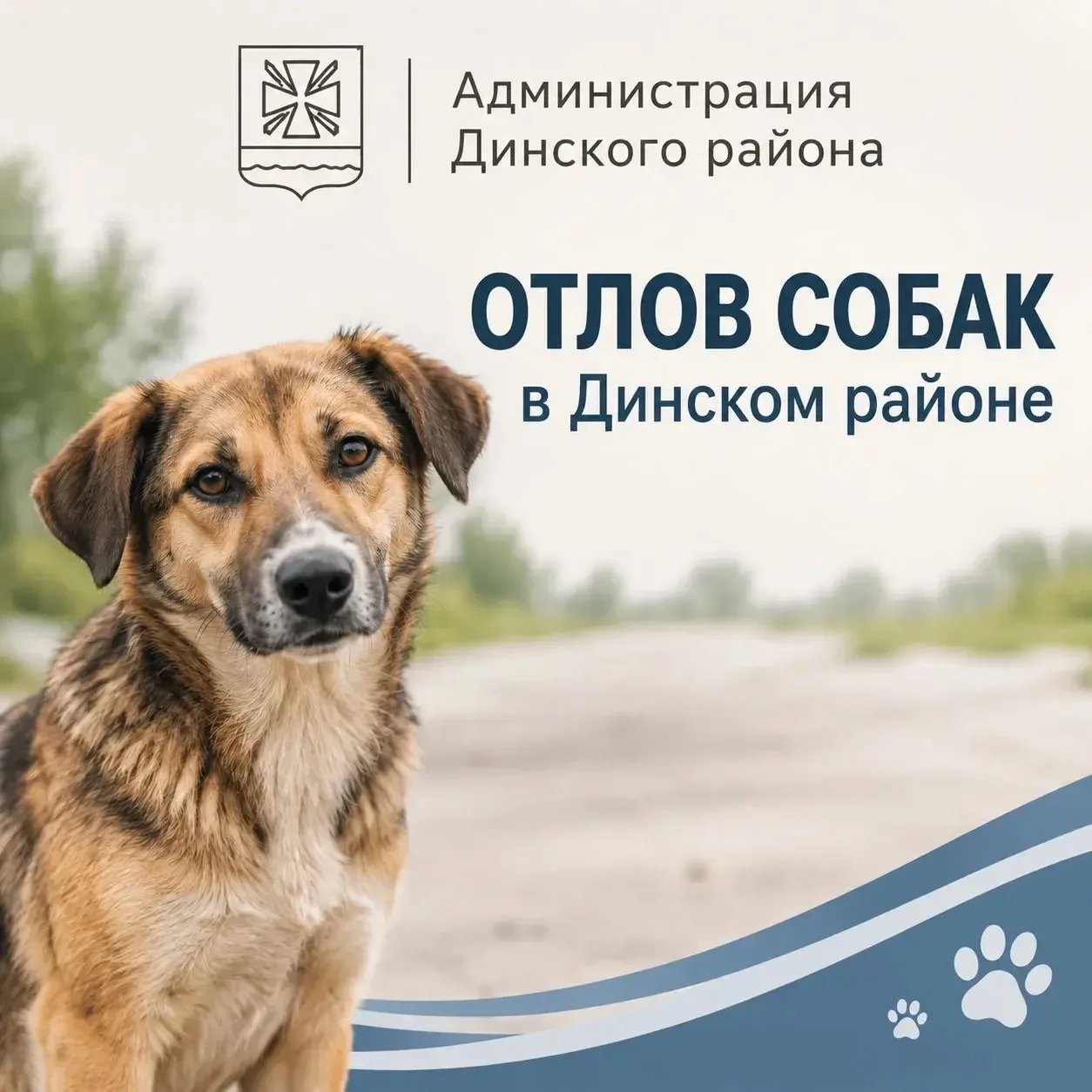 🐾 Отлов бездомных животных