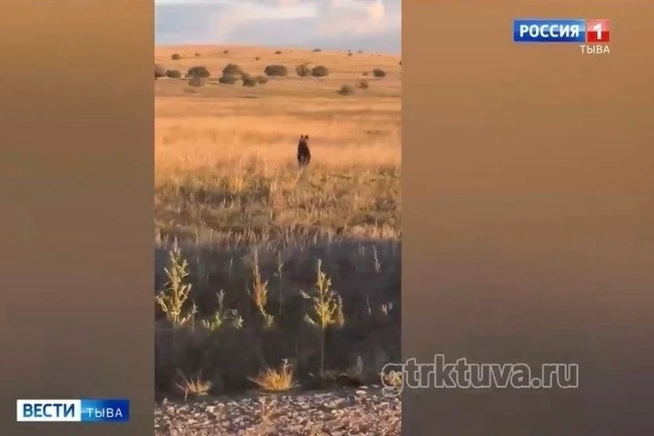 ### Ужас в Туве: медведь напал на пастуха