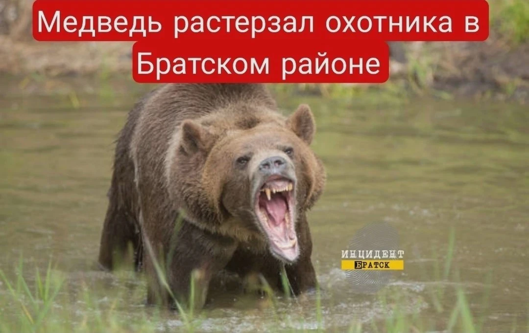 Медведь смертельно ранил охотника у Мамыря