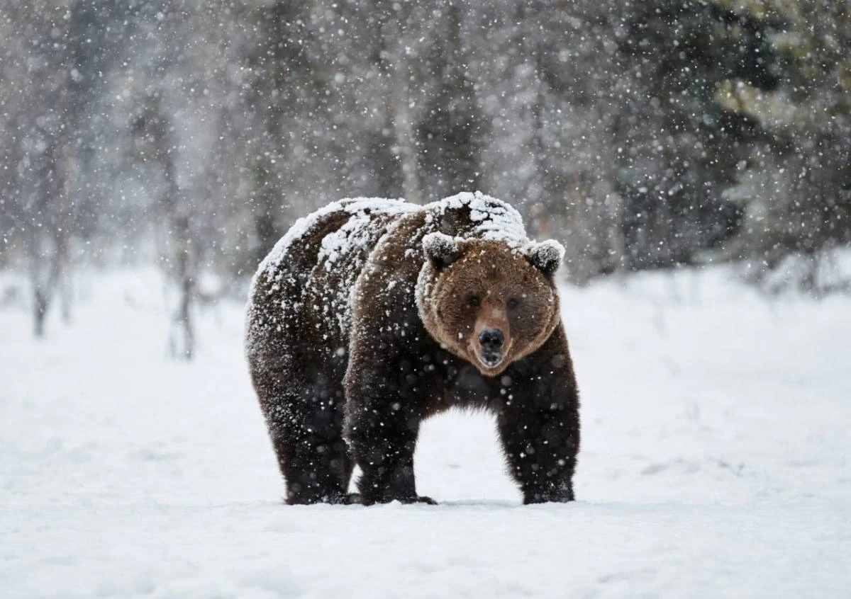 ❗️🐻Учёный в Челябинске предупредил жителей о медведях-шатунах