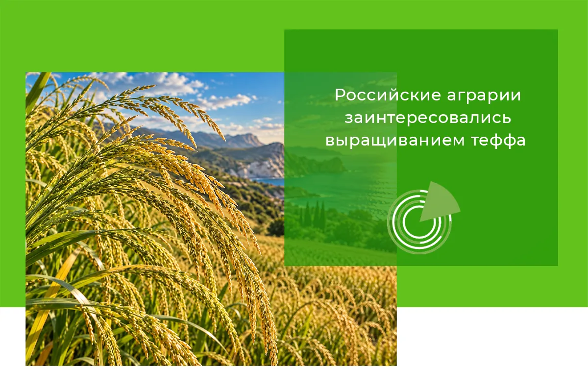 РОССИЙСКИЕ АГРАРИИ ЗАИНТЕРЕСОВАЛИСЬ ВЫРАЩИВАНИЕМ ТЕФФА