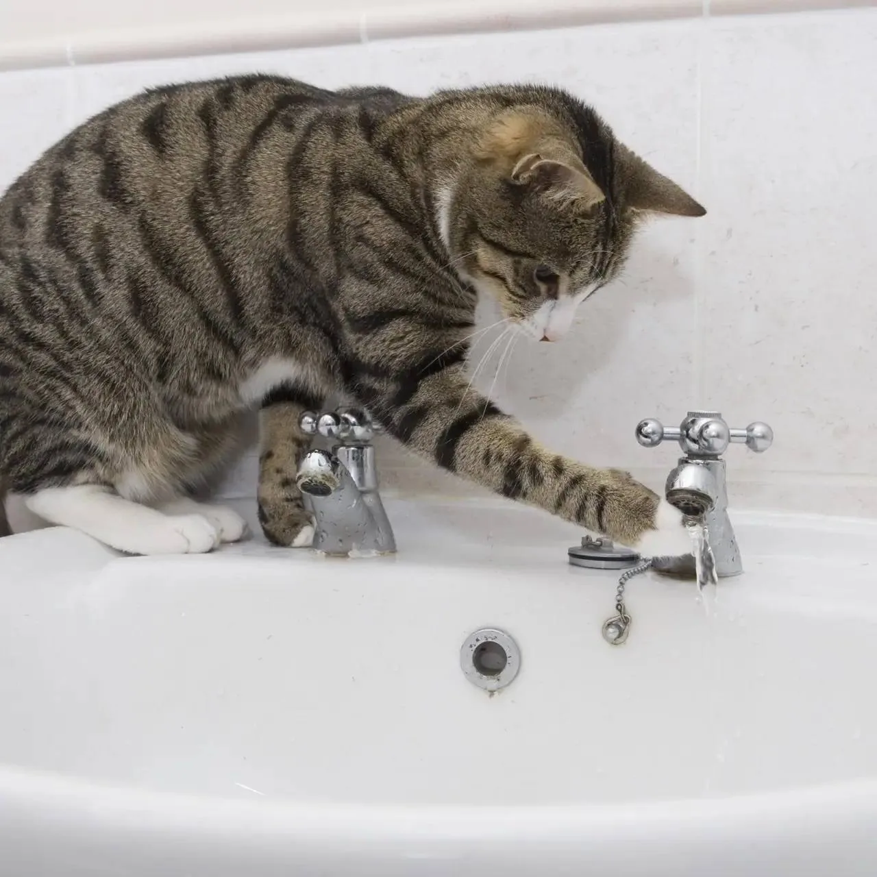 🐈 Кот устроил потоп в двух квартирах и нанёс ущерб на 600 тысяч рублей