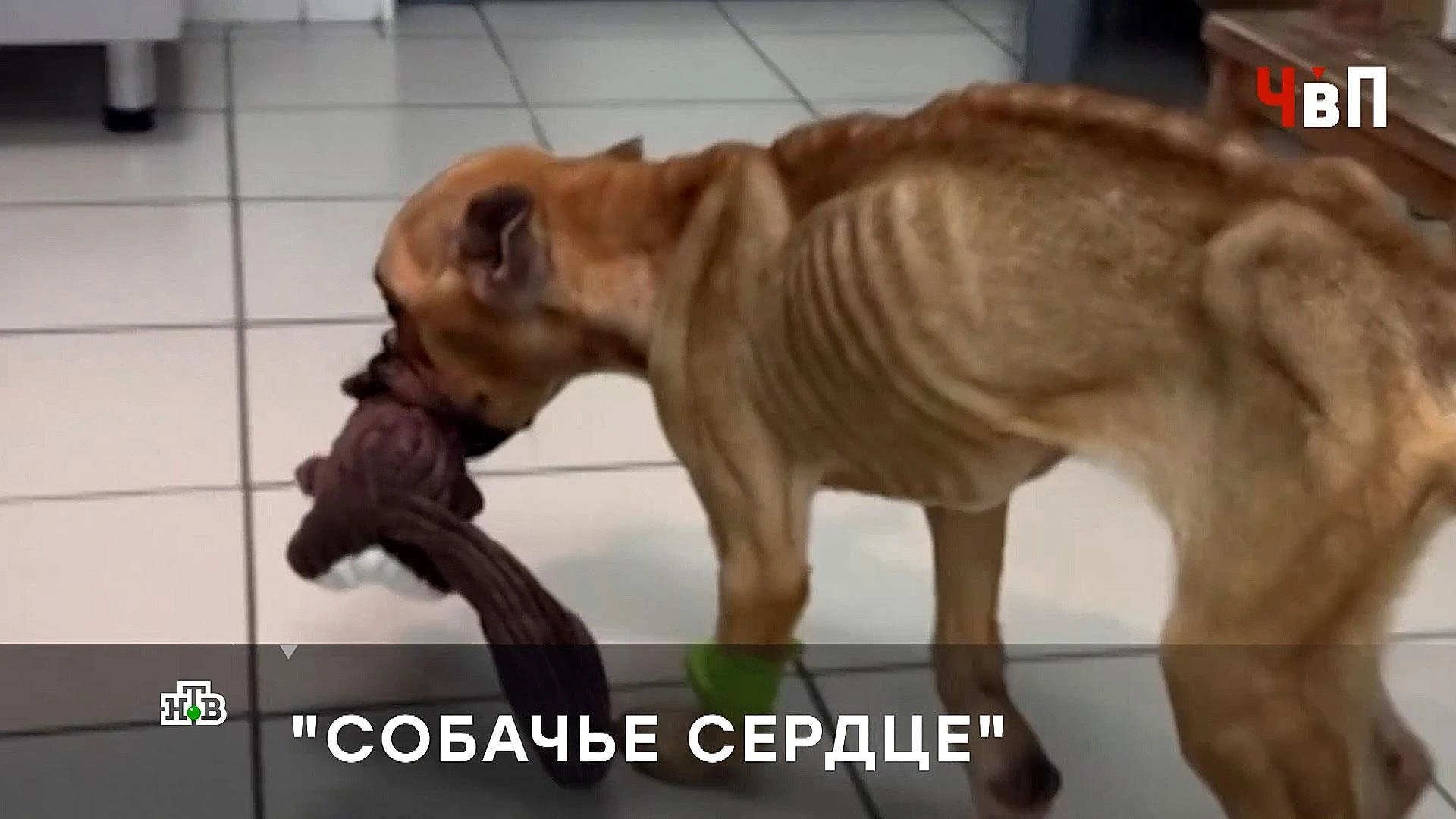 Заморила собаку голодом назло бывшему мужу — в этом свердловские волонтеры обвиняют мат...
