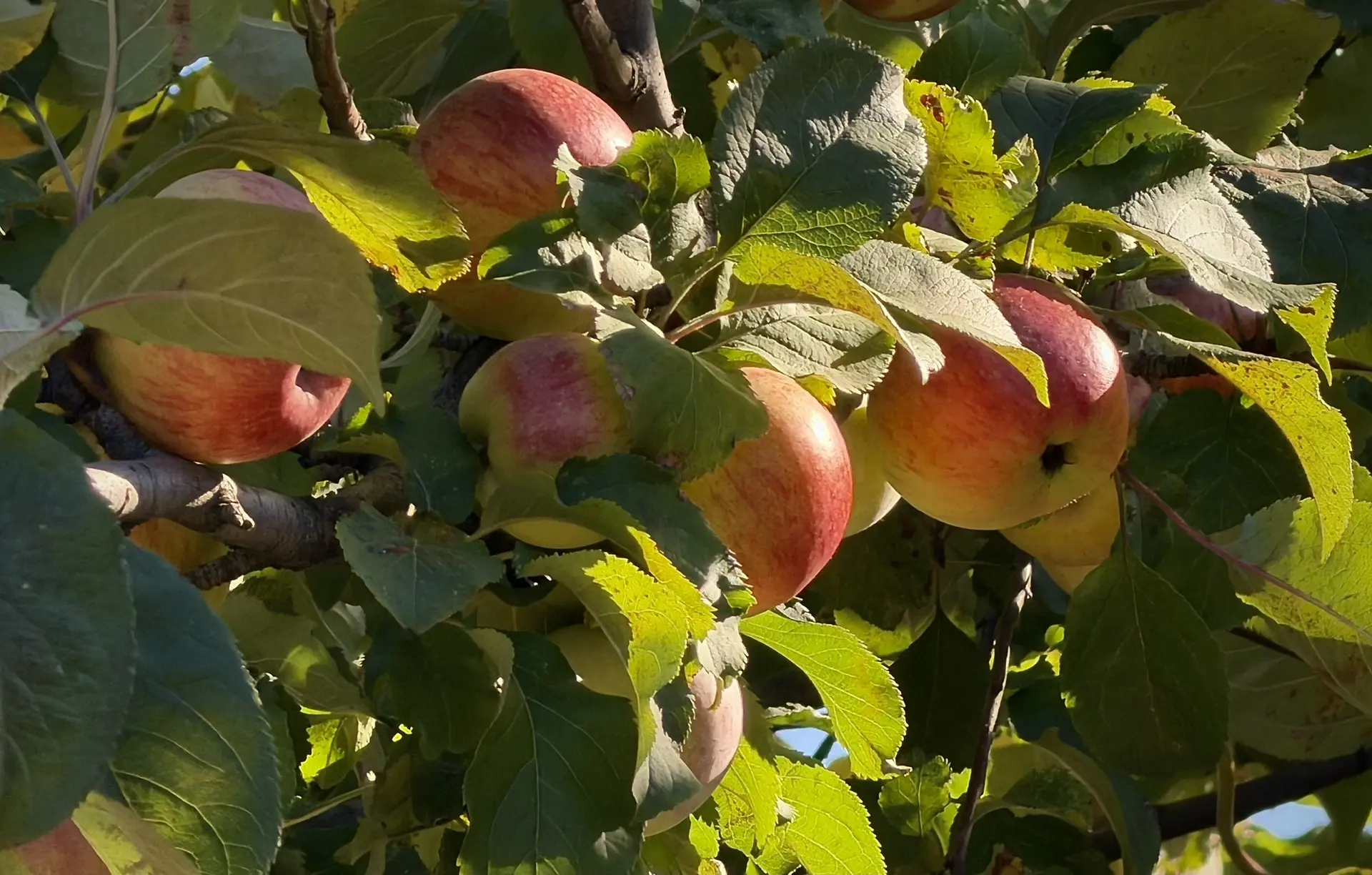 🍂🌤️«Бабье лето» в разгаре: прогноз на 12–14 октября