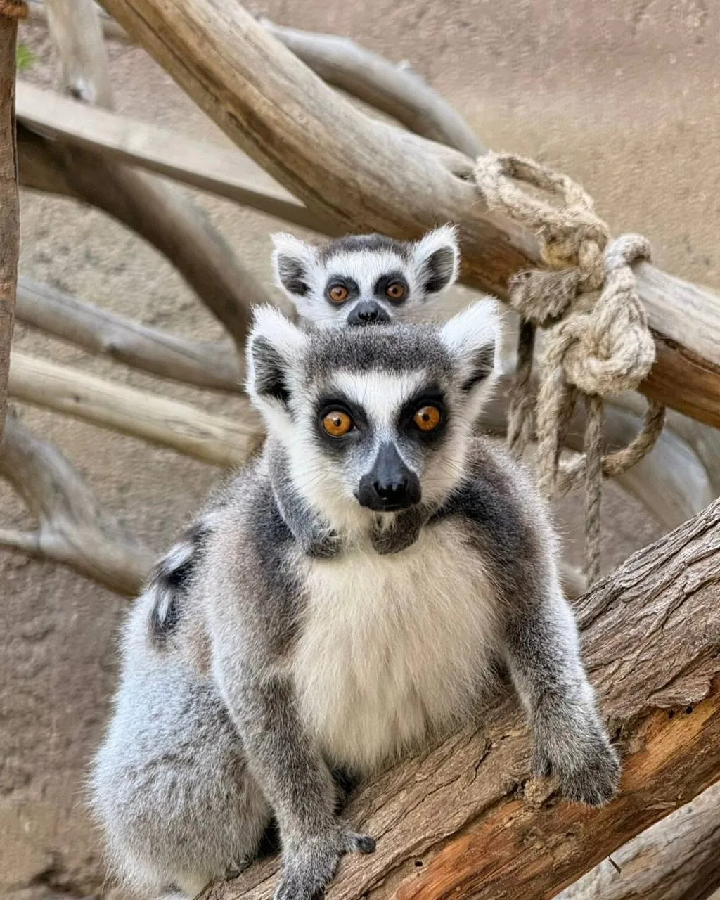 Чтобы побывать на сафари, необязательно лететь в Африку 🦒